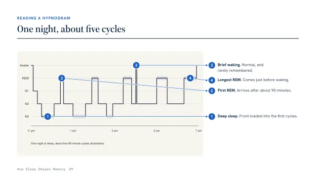 Atlas theme: Annotated — reading a hypnogram