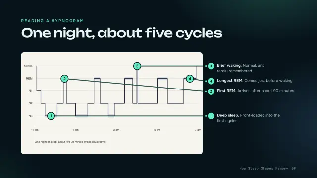 Aurora theme: Annotated — reading a hypnogram