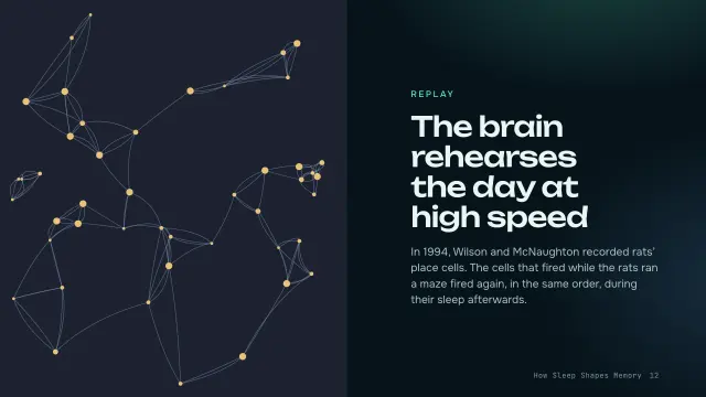 Aurora theme: Split — the brain rehearses the day
