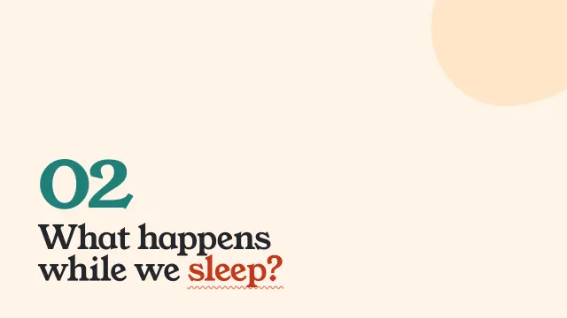 Bloom theme: Section — what happens while we sleep?