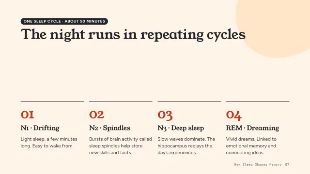 Bloom theme: Steps — the four sleep stages