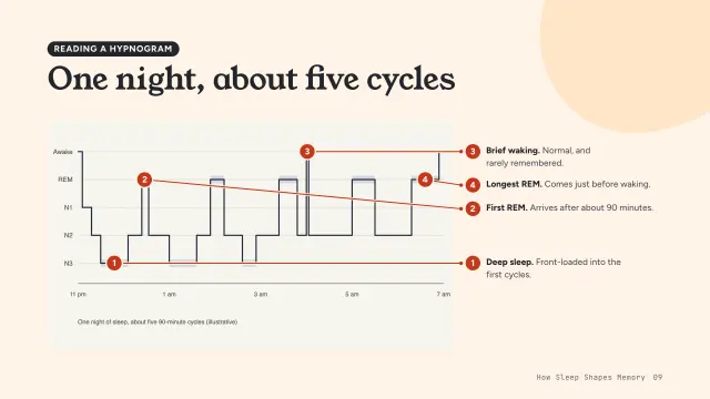 Bloom theme: Annotated — reading a hypnogram