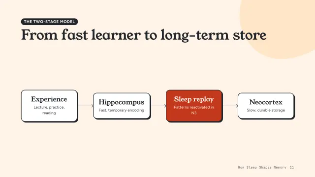 Bloom theme: Diagram — the two-stage model