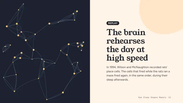 Bloom theme: Split — the brain rehearses the day