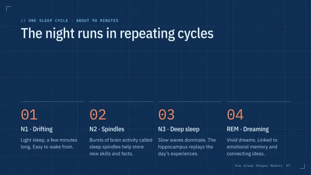 Blueprint theme: Steps — the four sleep stages