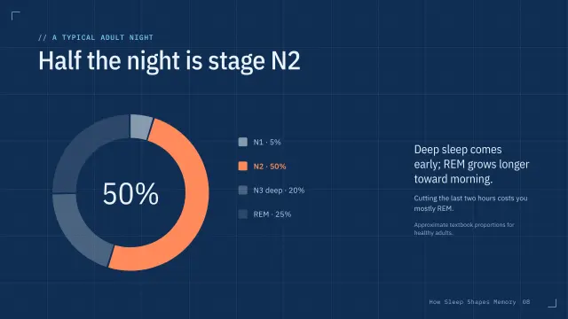 Blueprint theme: Chart — half the night is stage N2