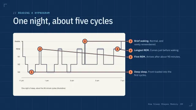 Blueprint theme: Annotated — reading a hypnogram
