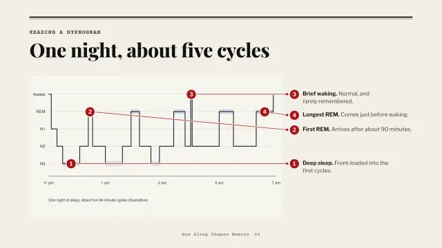 Broadsheet theme: Annotated — reading a hypnogram