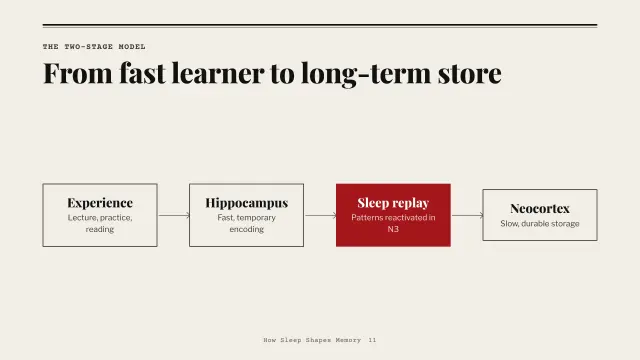 Broadsheet theme: Diagram — the two-stage model