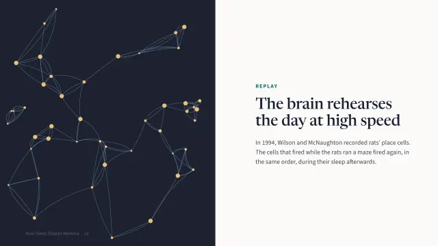 Campus theme: Split — the brain rehearses the day
