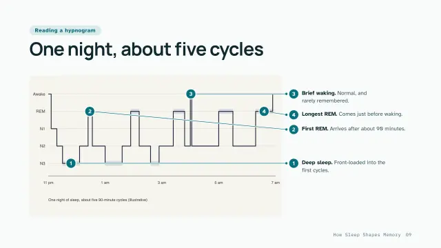 Clinic theme: Annotated — reading a hypnogram