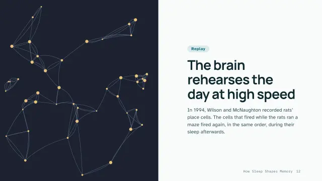 Clinic theme: Split — the brain rehearses the day