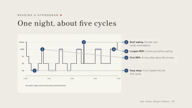 Ma theme: Annotated — reading a hypnogram