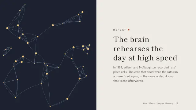 Ma theme: Split — the brain rehearses the day