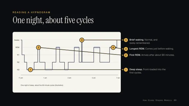 Nocturne theme: Annotated — reading a hypnogram