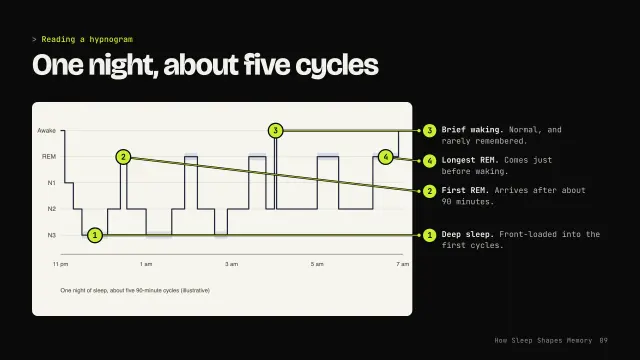 Volt theme: Annotated — reading a hypnogram